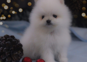 Teddy bear boo Pomeranian yavrularımız